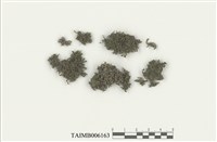 藏品(頂鱗蘚屬)的圖片